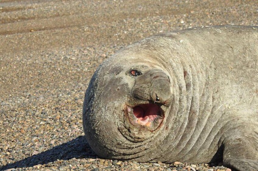 A seal lying on a sandy beach. 3