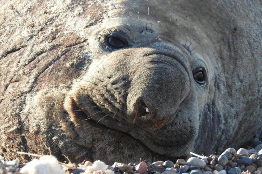 A seal resting on a rocky beach. 1