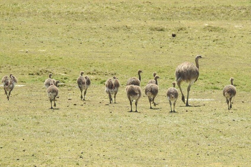 Un grupo de avestruces caminando por un campo cubierto de hierba. 3