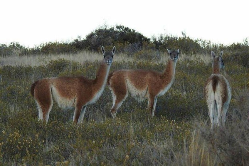 Three llamas standing in a grassy field with a hill in the background. 5