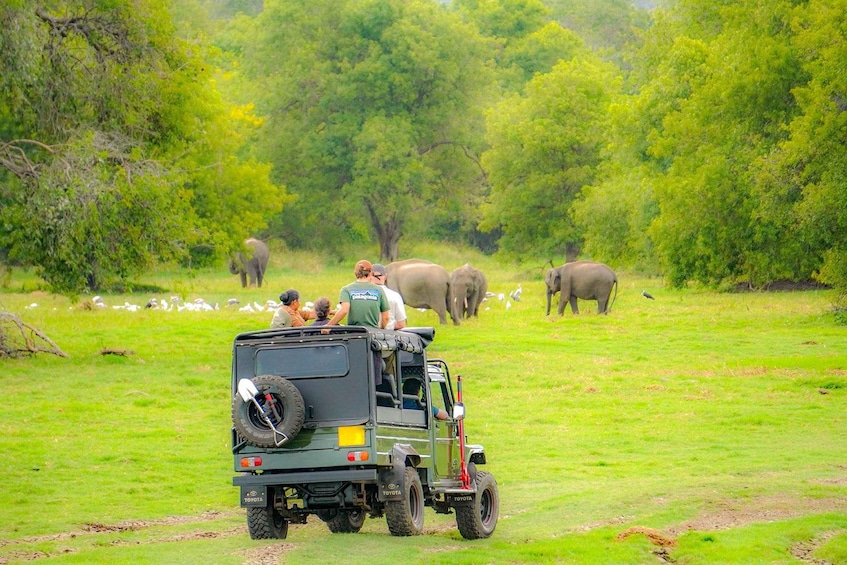 A safari vehicle with passengers observing elephants in a grassy savannah. 1
