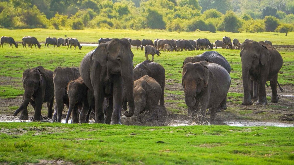 A herd of elephants in a grassy field with a waterhole. 2