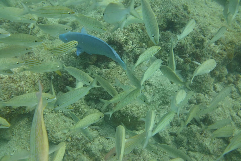 A school of fish swimming near a coral reef. 3