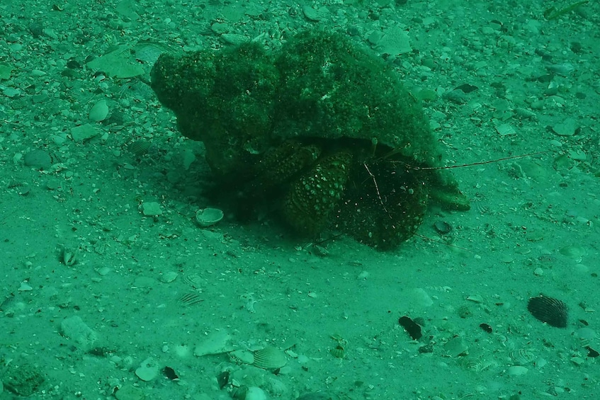 An underwater scene with a large coral formation surrounded by various small fish and marine life. 5