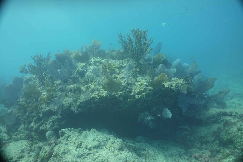 An underwater coral reef with various types of coral and marine life. 2