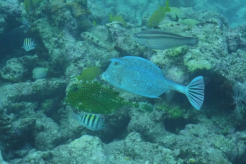 A coral reef with various fish, including a spotted grouper and a blue tang. 4