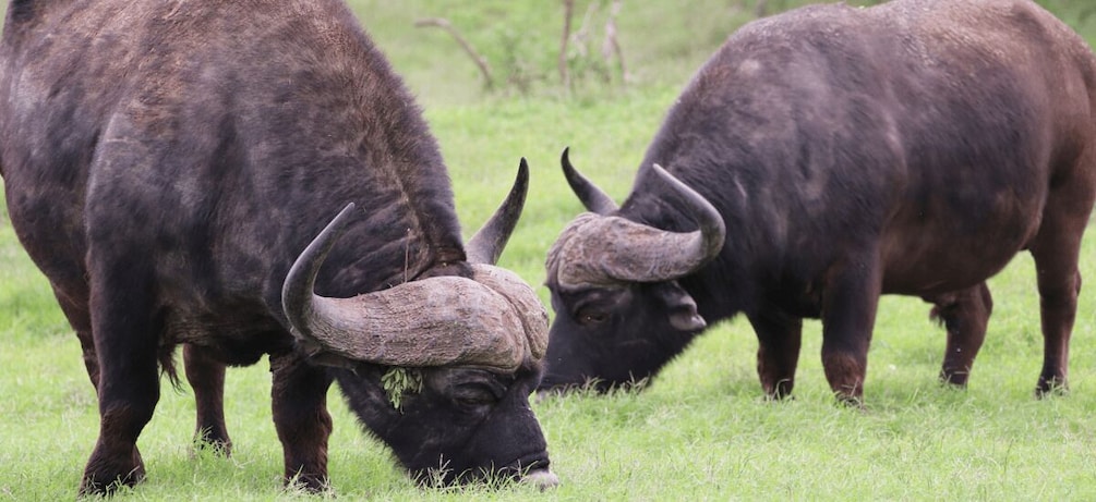 Twee buffels grazen in een grasveld. 2