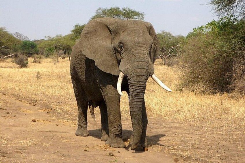 Massive pachyderms, rulers of the wild kingdom 5