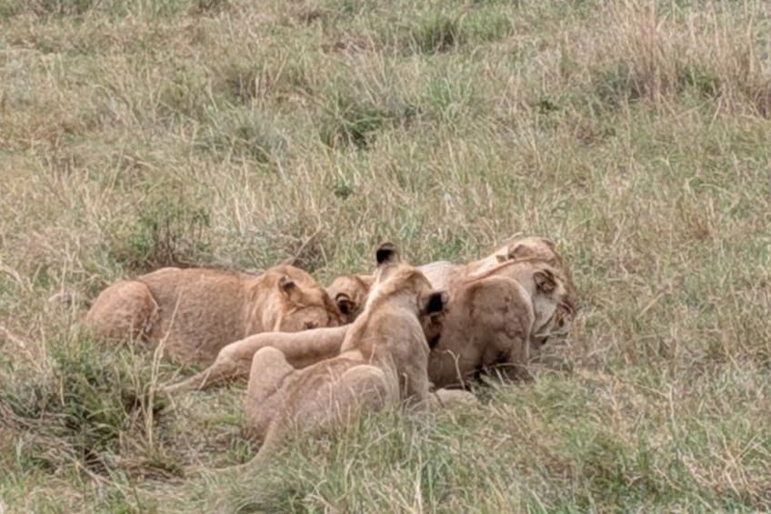 Full Day Private Tour of Tsavo East National Park from Mombasa 2