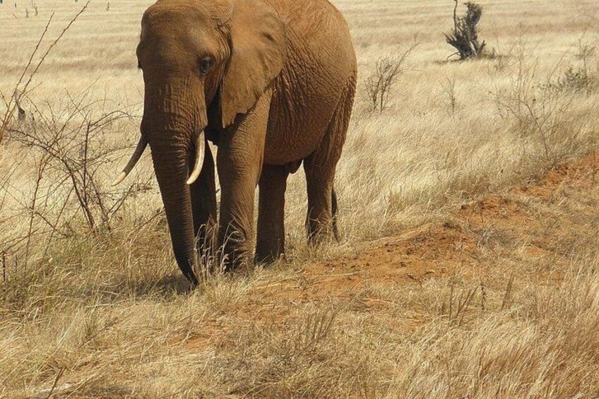 A lone giant, a symbol of strength and resilience in the wild 4