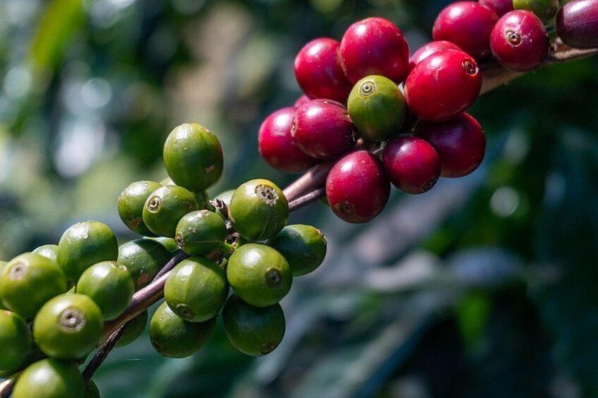 The Local Flavors of Boquete E-Bike Tour (4 hrs.) (2 Person Min.) 3