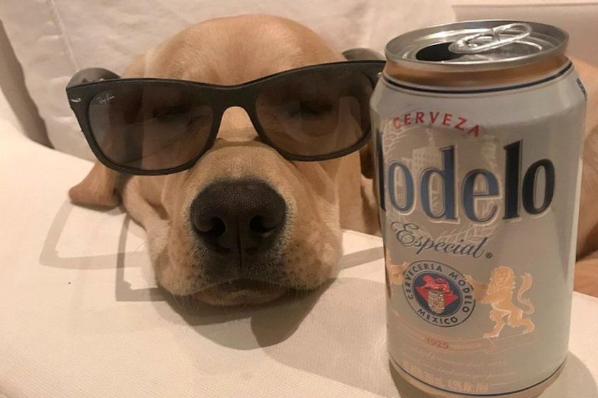 A dog lying down next to a can of Modelo beer. 2