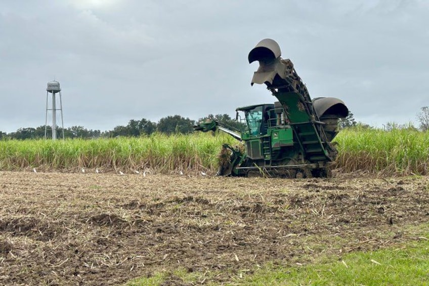 Een groene graanmaïs in een veld, met een watertoren op de achtergrond. 3