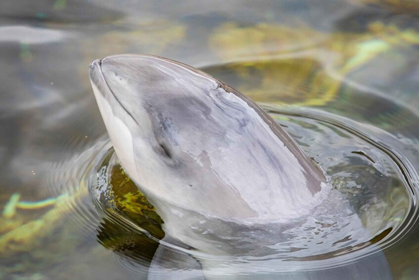 Picture 10 for Activity Harderwijk: Dolfinarium Entry Ticket 2