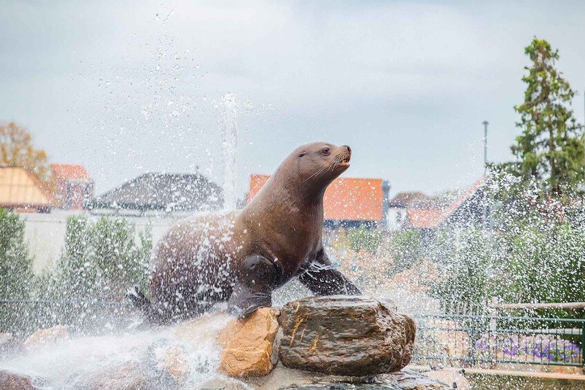 Picture 5 for Activity Harderwijk: Dolfinarium Entry Ticket 4