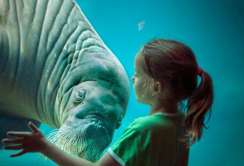 Picture 1 for Activity Harderwijk: Dolfinarium Entry Ticket 3