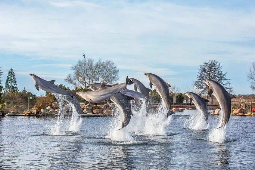 Harderwijk: Dolfinarium Entry Ticket 1