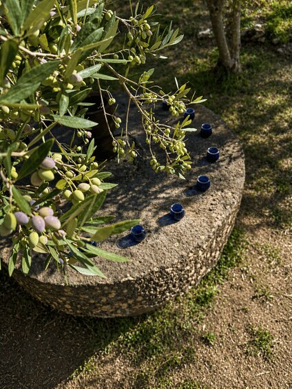 North Corfu: Olive Tour with Olive Oil Tasting and Mezze 1