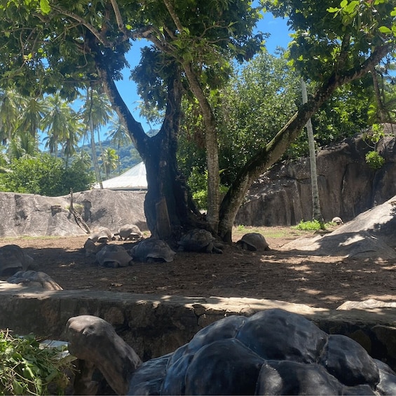 A naturalistic enclosure with large tortoises, trees, and rocky terrain. 3