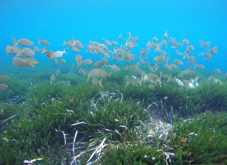 A school of fish swimming over underwater vegetation. 5
