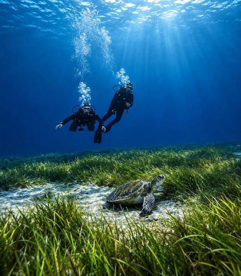 Tenerife: Scuba Diving Lesson and Abades Protected Area Dive 1