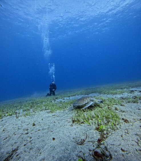 Picture 4 for Activity Tenerife: Scuba Diving Lesson and Abades Protected Area Dive 4