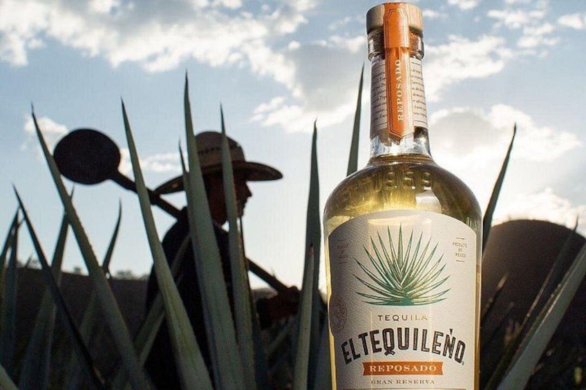 Een fles El Tequilino Tequila met een etiket waarop een ontwerp van een groene plant is afgebeeld, tegen een achtergrond van agaveplanten en een persoon in de verte. 5