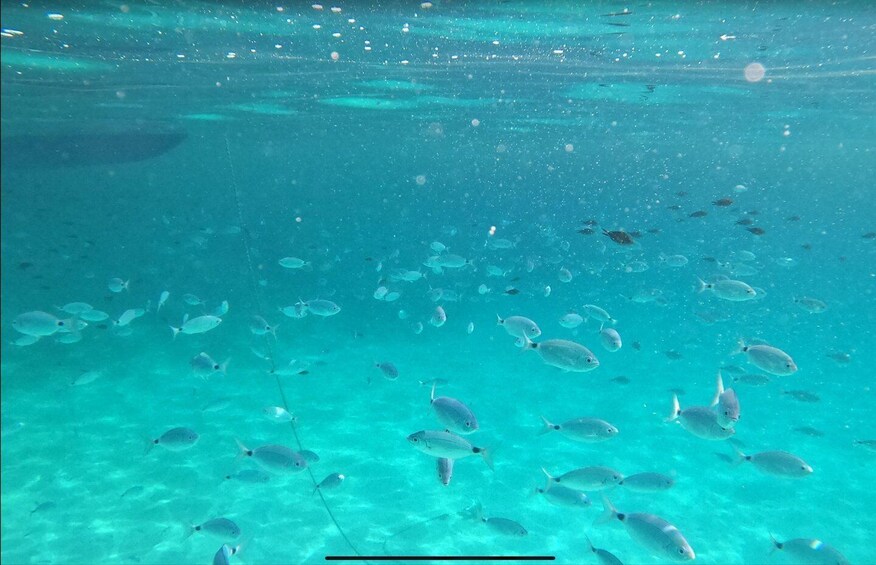 An underwater scene with a school of fish swimming in clear turquoise water. 3