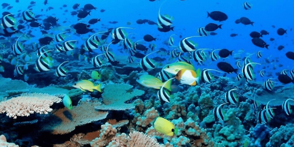 Picture 4 for Activity Exploring the Eastern Coast: A Week of Beaches and Reefs 4