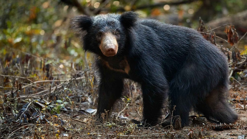 A black bear in a forested area with dry leaves and twigs on the ground. 2