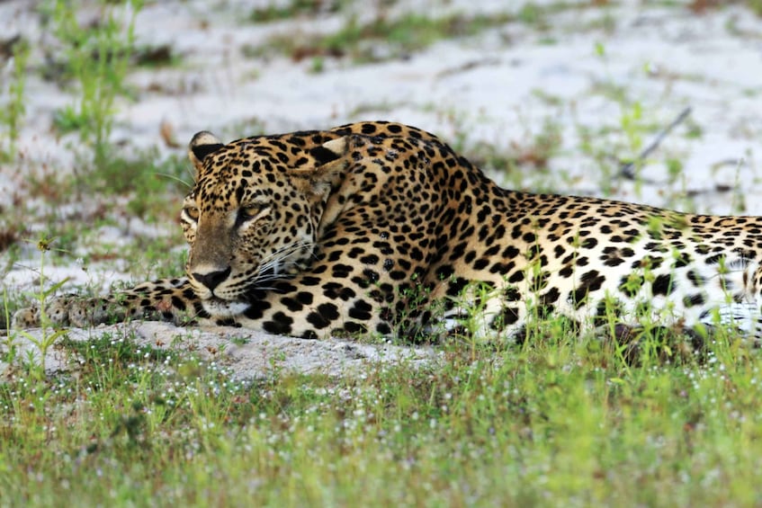 A leopard resting on the ground with grass and rocks in the background. 1