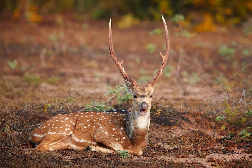 A deer with large antlers lying on the ground in a natural setting. 4