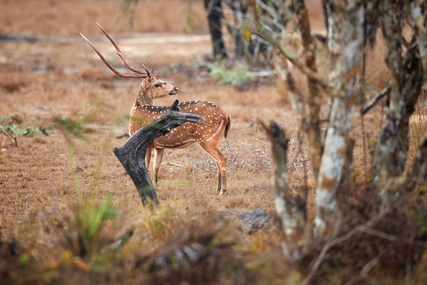 A deer with spotted coat and antlers in a dry, grassy field with sparse trees. 5