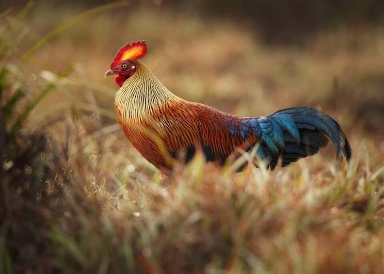A rooster with a red comb and multicolored feathers standing in tall grass. 3