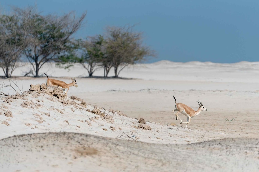 Twee antilopen rennen over een zanderig landschap met enkele bomen op de achtergrond. 5