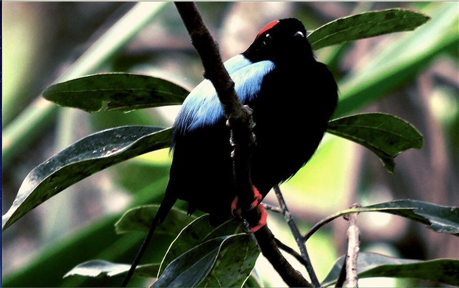 Picture 3 for Activity La Fortuna Rainforest Birdwatching Tour 2