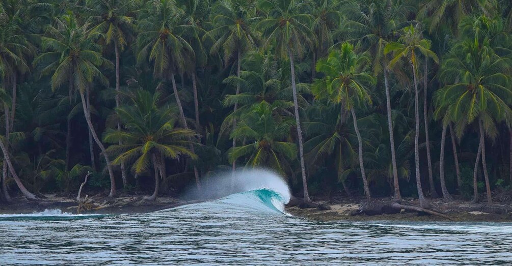 A wave crashing near a palm tree-lined shore. 5