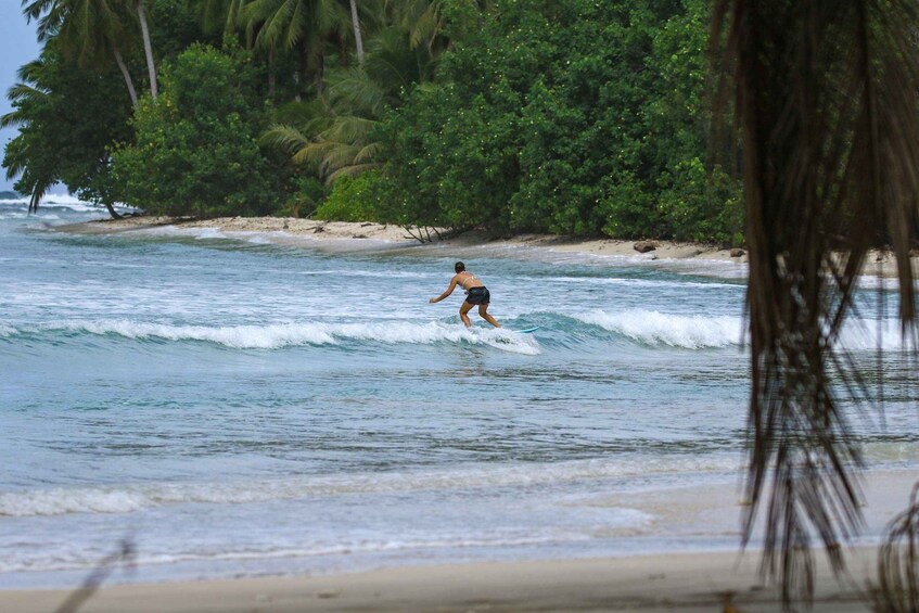 A person surfing on a beach with palm trees and a sandy shore. 4