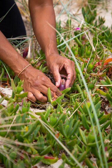 A person harvesting purple flowers from a field. 3