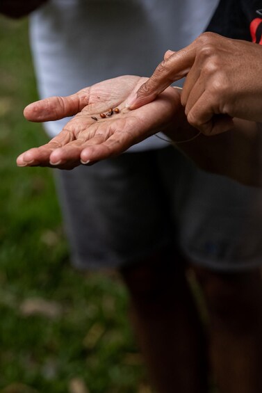 A person holding a handful of ants. 4