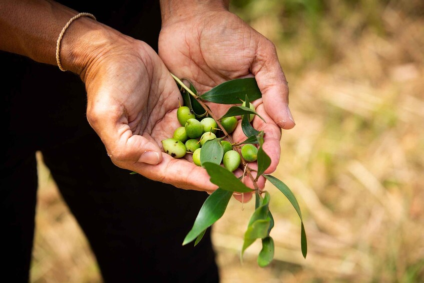 A person holding a branch with green olives and leaves. 2
