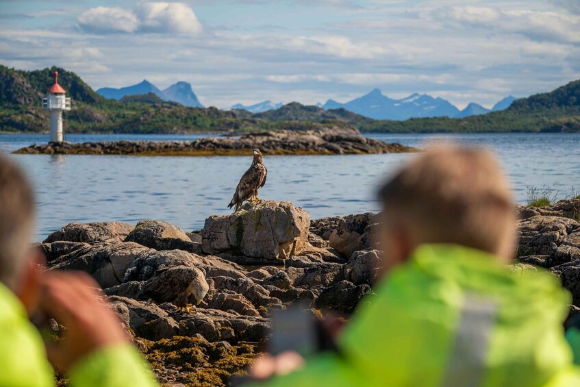Picture 5 for Activity Trollfjorden & Sea Eagle By Premium RIB Boat 5