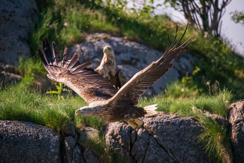 Picture 1 for Activity Trollfjorden & Sea Eagle By Premium RIB Boat 2