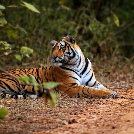 A tiger lying on the ground surrounded by dry grass and foliage. 1