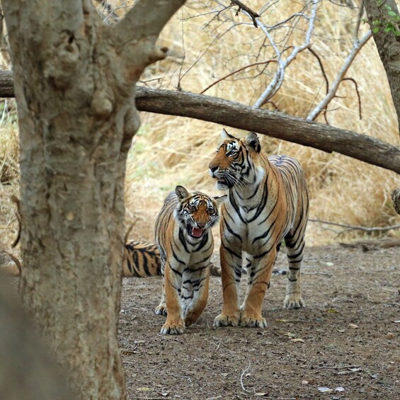 Two tigers walking in a dry, grassy area with trees and a fallen log. 2