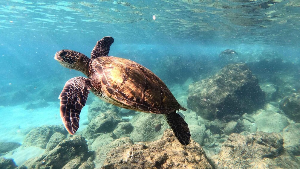 Picture 1 for Activity Paphos: Glass Bottom Boat Trip with Swimming or Snorkeling 4