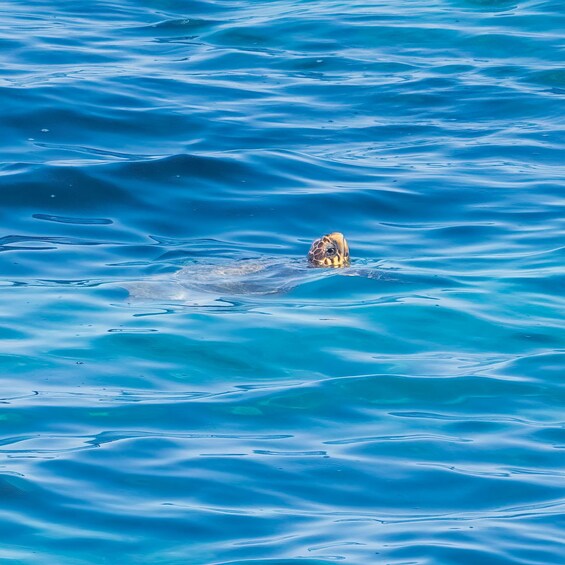 Picture 22 for Activity Paphos: Glass Bottom Boat Trip with Swimming or Snorkeling 2