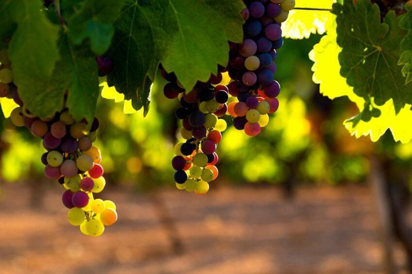 Healdsburg 6 Hour Wine Tour with Luxury SUV - Seats up to 4 2