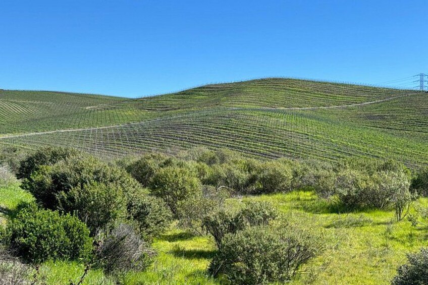 Rolling Hills & Vineyards 4