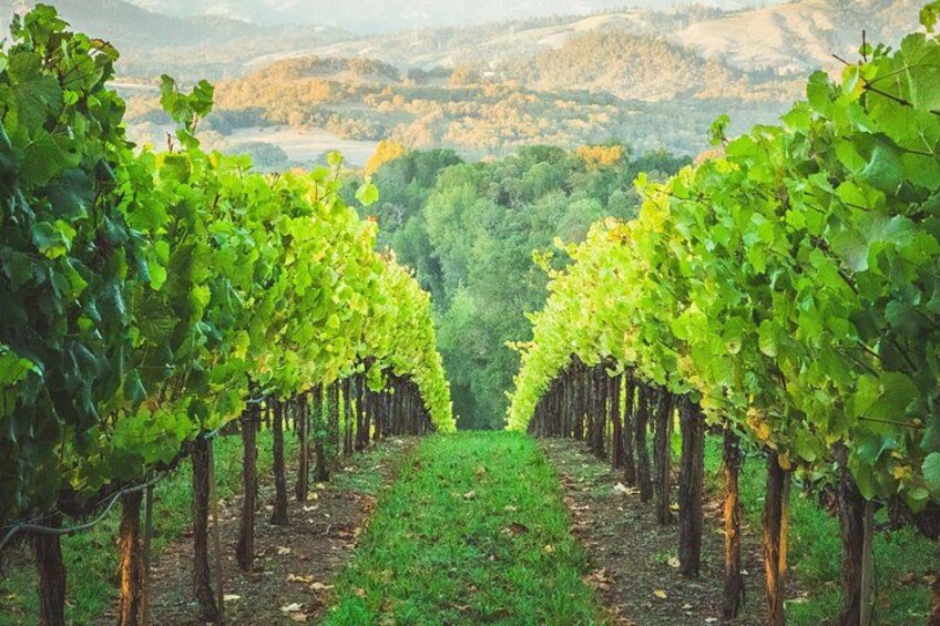 Healdsburg Vineyard 5